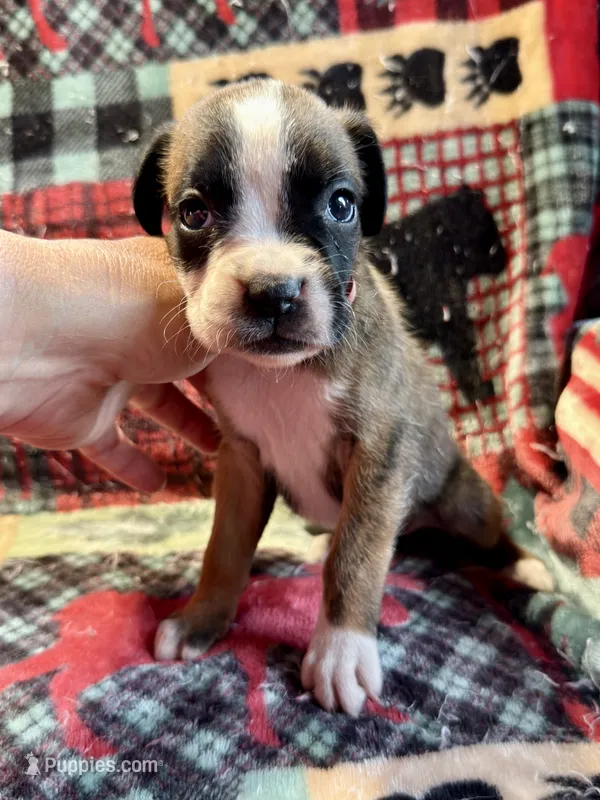 IVY – Boxer puppy for sale in Genesee, PA