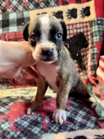 IVY-AKC, a female Boxer for sale in Genesee, PA – 1 of 8