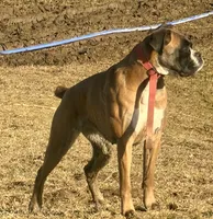 Diesel , a male Boxer for sale in Genesee, PA – 8 of 9