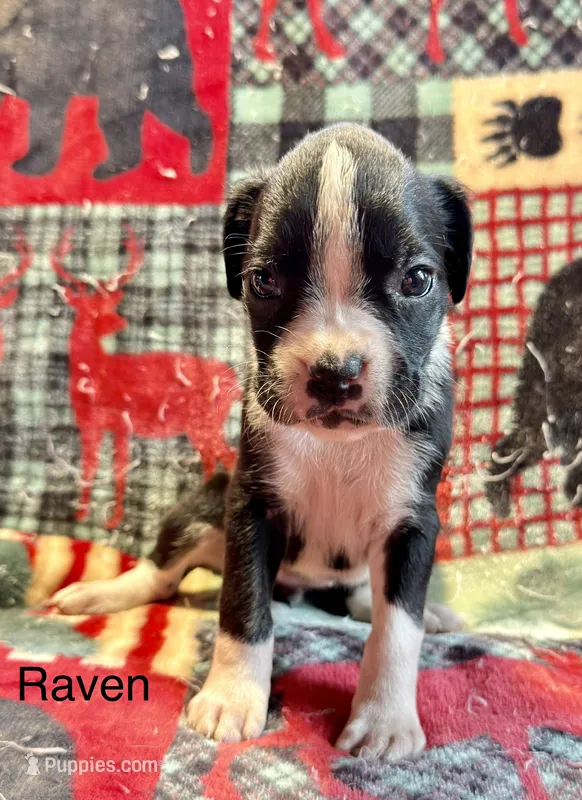 Raven – Boxer puppy on hold in Genesee, PA