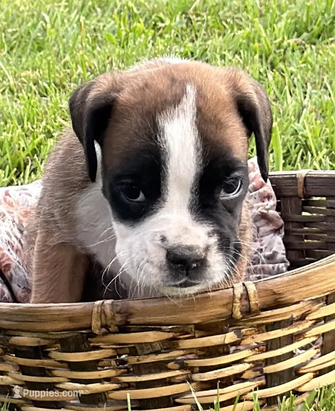 IVY-AKC – Boxer puppy for sale in Genesee, PA