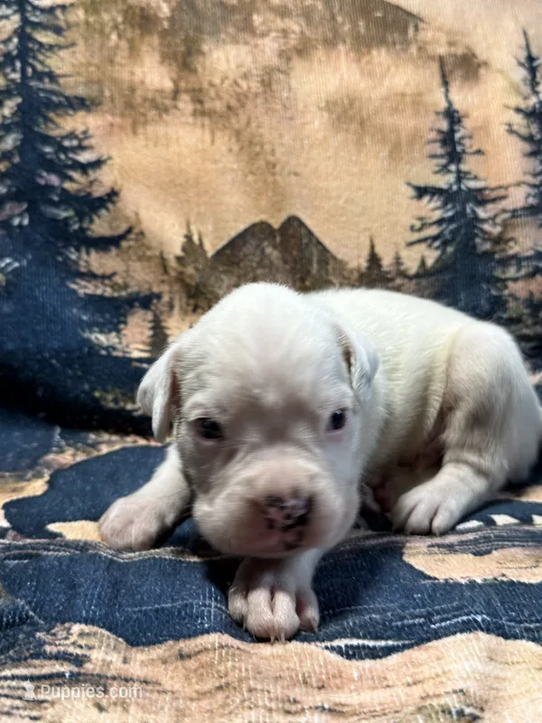 BOLT – Boxer puppy for sale in Genesee, PA