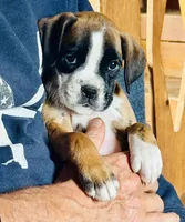 ROXY-AKC- Video, a female Boxer for sale in Genesee, PA – 1 of 8
