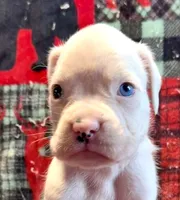 ACE, a male Boxer for sale in Genesee, PA – 1 of 7