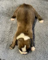 IVY, a female Boxer for sale in Genesee, PA – 3 of 8