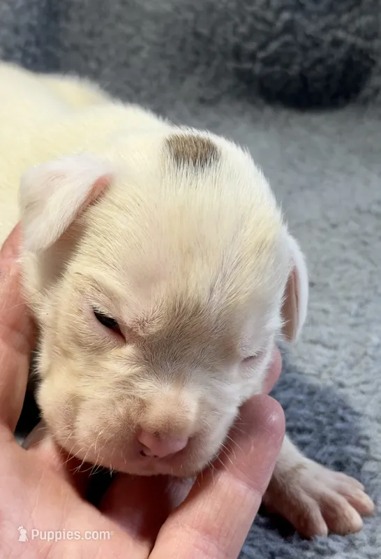 Ace  – Boxer puppy for sale in Genesee, PA