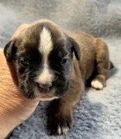 Remington, a male Boxer for sale in Genesee, PA – 1 of 6