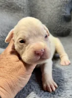 Diesel, a male Boxer for sale in Genesee, PA – 3 of 7