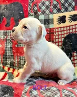BOLT-AKC, a male Boxer for sale in Genesee, PA – 1 of 10