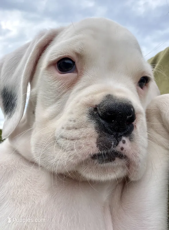 BOLT -AKC - NY/PA border – Boxer puppy for sale in Genesee, PA