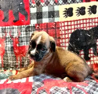 Remmy, a male Boxer for sale in Genesee, PA – 2 of 8