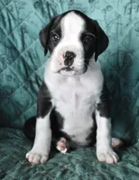BRUISER- AKC, a male Boxer for sale in Genesee, PA – 4 of 9