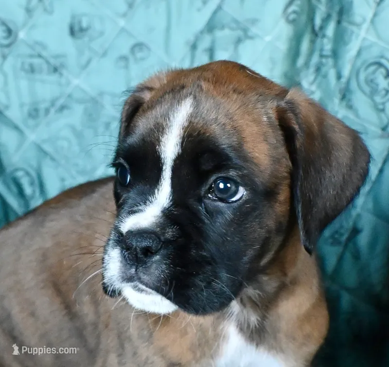 Remmy-AKC – Boxer puppy for sale in Genesee, PA