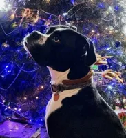 Diesel , a male Boxer for sale in Genesee, PA – 3 of 9