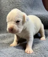 BOLT, a male Boxer for sale in Genesee, PA – 2 of 2