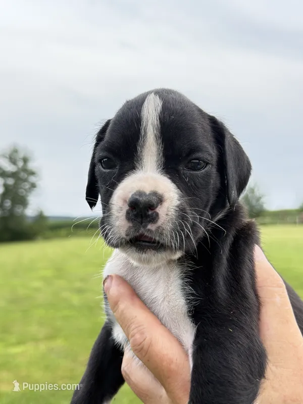 Raven – Boxer puppy on hold in Genesee, PA
