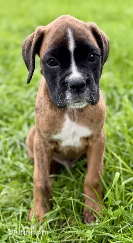 Winchester -AKC- video – Boxer puppy for sale in Genesee, PA