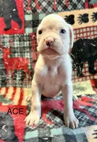 ACE, a male Boxer for sale in Genesee, PA – 2 of 7