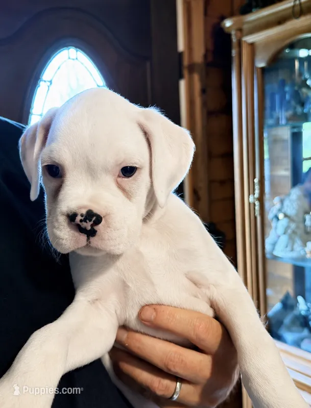 DIESEL-AKC – Boxer puppy for sale in Genesee, PA