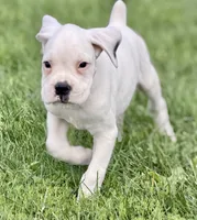 BOLT -AKC - NY/PA border, a male Boxer for sale in Genesee, PA – 3 of 10
