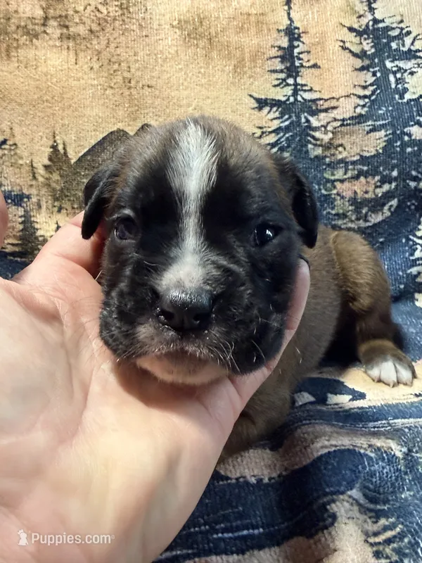Remington – Boxer puppy for sale in Genesee, PA