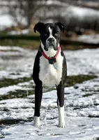 Diesel , a male Boxer for sale in Genesee, PA – 5 of 9