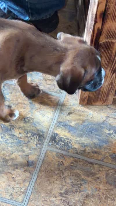 ROXY-AKC- Video, a female Boxer for sale in Genesee, PA – 8 of 8