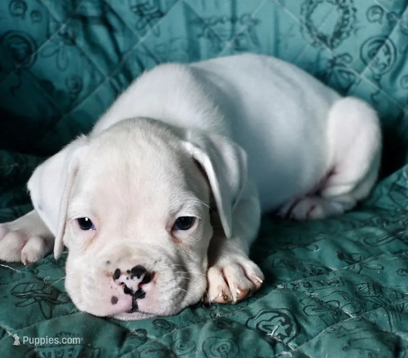 DIESEL-AKC – Boxer puppy for sale in Genesee, PA