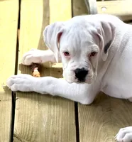 Storm , a male Boxer for sale in Genesee, PA – 4 of 9