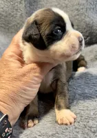 IVY, a female Boxer for sale in Genesee, PA – 2 of 8