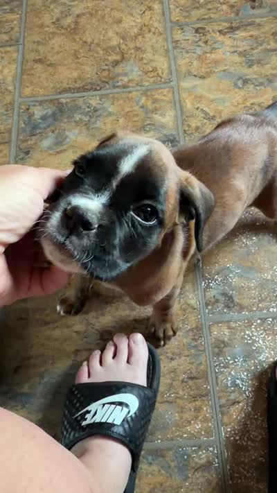 ROXY-AKC- Video, a female Boxer for sale in Genesee, PA – 7 of 8