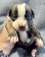 IVY, a female Boxer for sale in Genesee, PA – 1 of 8