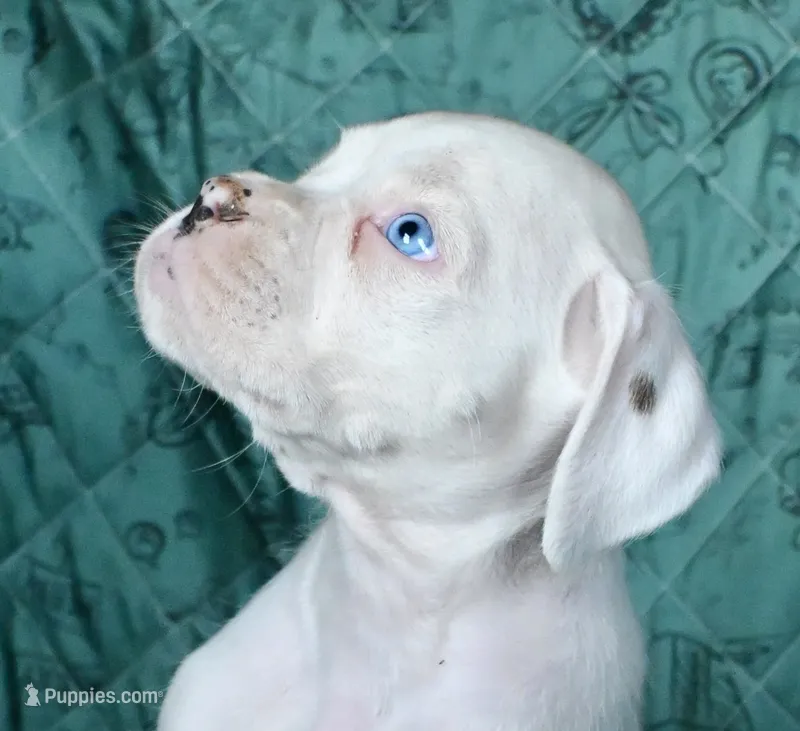 ACE-AKC – Boxer puppy for sale in Genesee, PA