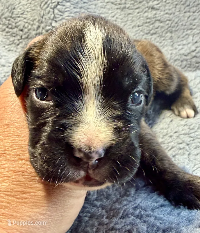 Shelby – Boxer puppy for sale in Genesee, PA