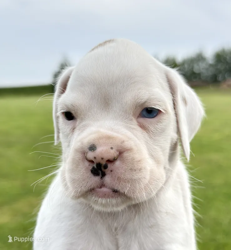 ACE-AKC – Boxer puppy for sale in Genesee, PA
