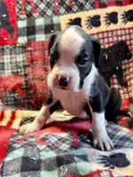Onyx -AKC, a male Boxer for sale in Genesee, PA – 2 of 8
