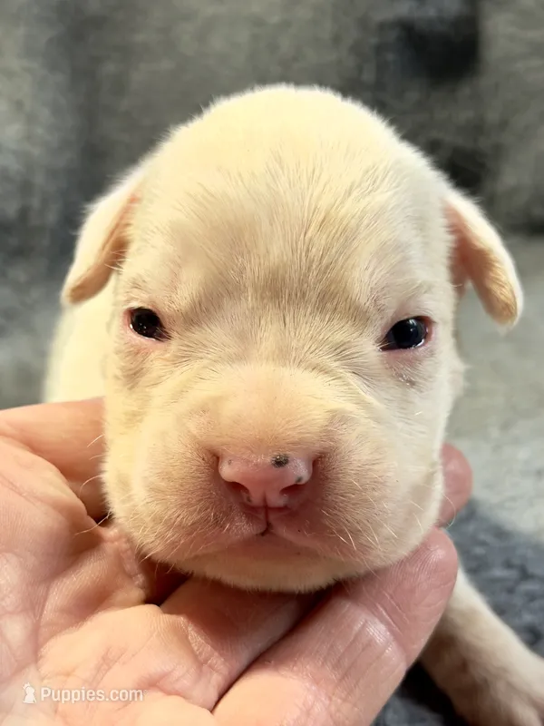 Diesel – Boxer puppy for sale in Genesee, PA