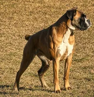 Diesel , a male Boxer for sale in Genesee, PA – 7 of 9