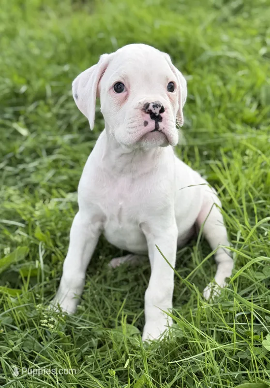 DIESEL-AKC – Boxer puppy for sale in Genesee, PA