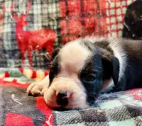 Onyx -AKC, a male Boxer for sale in Genesee, PA – 4 of 8