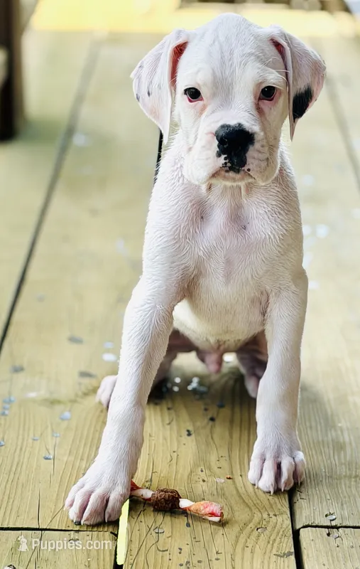 Storm  – Boxer puppy for sale in Genesee, PA