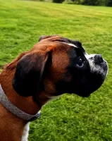 BOLT-AKC, a male Boxer for sale in Genesee, PA – 10 of 10