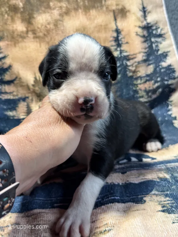 Onyx  – Boxer puppy for sale in Genesee, PA