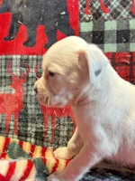 BOLT-AKC, a male Boxer for sale in Genesee, PA – 8 of 10