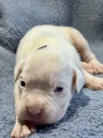 Ace , a male Boxer for sale in Genesee, PA – 2 of 8