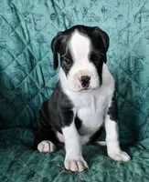 BRUISER- AKC, a male Boxer for sale in Genesee, PA – 1 of 9