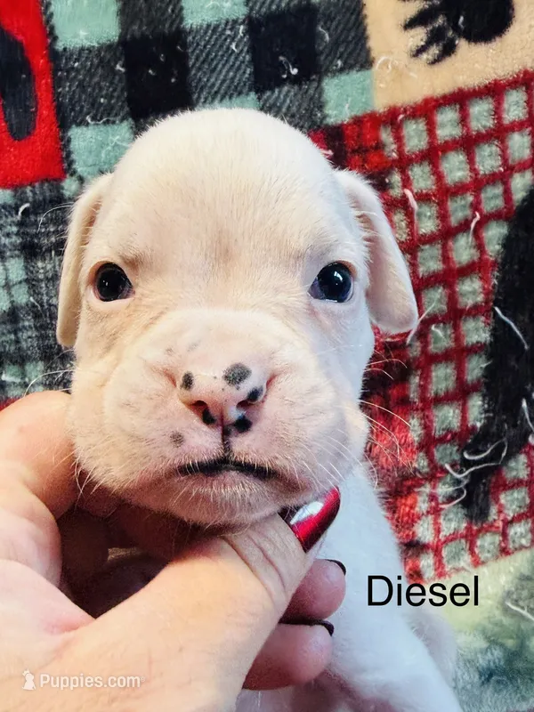 DIESEL – Boxer puppy for sale in Genesee, PA