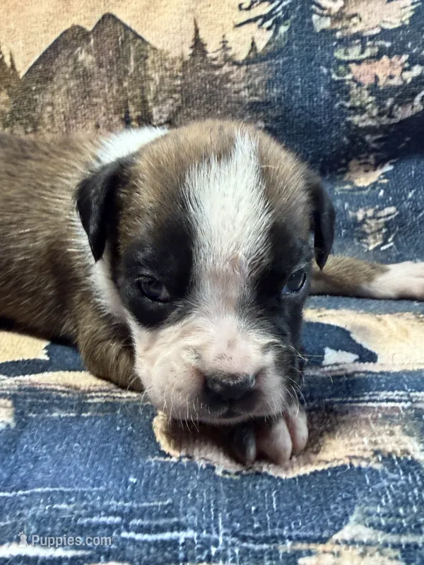 IVY – Boxer puppy for sale in Genesee, PA