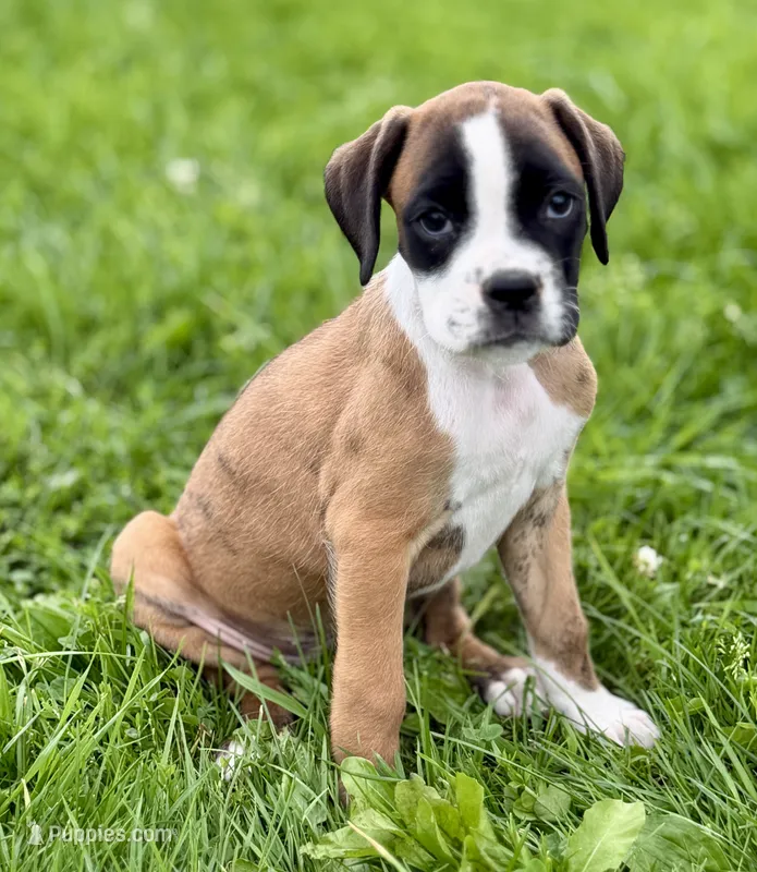 ROXY-AKC- Video – Boxer puppy for sale in Genesee, PA