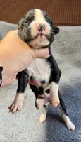 Raven, a female Boxer for sale in Genesee, PA – 2 of 7
